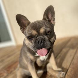 Zurri - French Bulldog