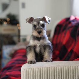 Reserved - Miniature Schnauzer puppy from Snowflake Schnauzers