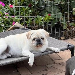 Cotton - Pug