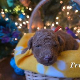 Frosty - Red  male Poodle puppy in Blackfoot, Idaho from Draper Mountain Doodles