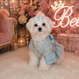 Belle - White female Shih Tzu puppy in Warren, Michigan from Devil Dogs Shih Tzu's