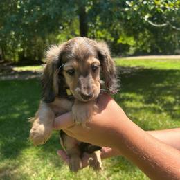 Daisy AKC HEALTH GUARANTEE - Cream female Dachshund puppy in El Dorado, Arkansas from LovelylilDoxies