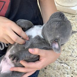 French Bulldog Puppies from McKay’s frenchies & fluffies