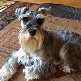Simone - Miniature Schnauzer