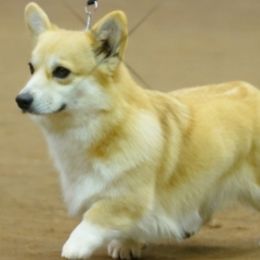 Enola - Pembroke Welsh Corgi