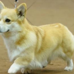 Enola - Pembroke Welsh Corgi