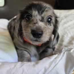 Dachshund Puppies from Pure Joy Dachshunds