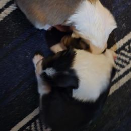 Milo - Black white and tan male Shetland Sheepdog puppy in Lincolnton, North Carolina from Oakview Kennels