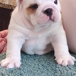 Bulldog Puppies from Chris Hermiller