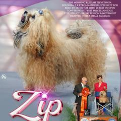 Zip - Russian Tsvetnaya Bolonka