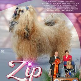 Zip - Russian Tsvetnaya Bolonka