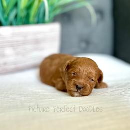 Purple Collar - Red female Cavapoo puppy in St George, Utah from Picture Perfect Doodles