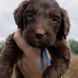 Sheepadoodles from Bitler Family Puppies