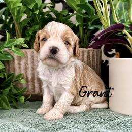 Grant - Blenheim male Cavapoo puppy in Oklahoma from Rocky Oak Cavaliers & Biewer Terriers LLC