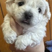 Elliot - White Bolognese puppy in Fall River Mills, California from Kenalee Farm