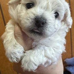 Elliot - White Bolognese puppy in Fall River Mills, California from Kenalee Farm