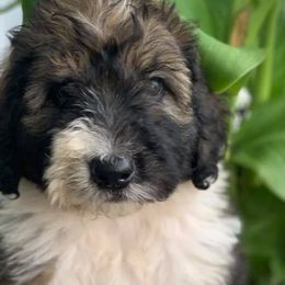 Sheepadoodle and Bernedoodle Puppies from Free State Pedigrees