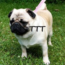 Monique - Pug