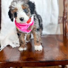 Sweet Heart - female Australian Mountain Doodle puppy in Iowa from Burkhart Family Puppies