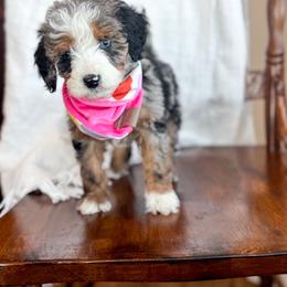 Sweet Heart - female Australian Mountain Doodle puppy in Iowa from Burkhart Family Puppies