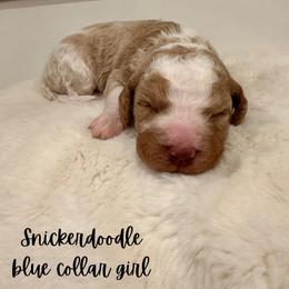 Snickerdoodle - Parti female Goldendoodle puppy in Taylorsville, North Carolina from Doggone Dixie Doodles