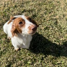 Snowie - Dachshund
