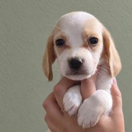 Scarecrow - Lemon and white male Beagle puppy in Lake City, Florida from Sunkissed Beagles