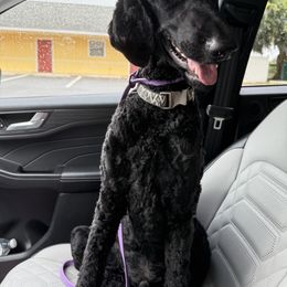Kris - Black male Poodle puppy in Port Orange, Florida from Daytona’s Standard Poodles