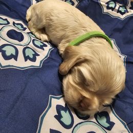 Cocker Spaniel Puppies from Brittian Kimbrell