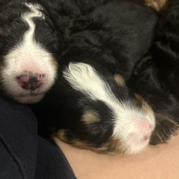 Red - Tri-color male Bernedoodle puppy in Willow Grove, Pennsylvania from Forest Family Doodles