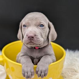 Blondie - Silver gray female Weimaraner puppy in Evart, Michigan from Drehbar Weimaraners
