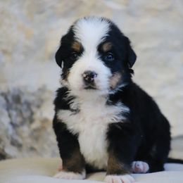 Theodore - Tri-color male Bernese Mountain Dog puppy in Mount Pleasant, Utah from Bernese Mountain Dogs at Monte Vida Chalet