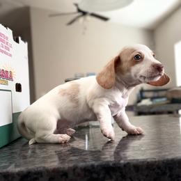 Partial Blue Eyes Extreme Choc Based Red Dapple Piebald Female - Dapple female Dachshund puppy in Horizon City, Texas from Micah's Minis