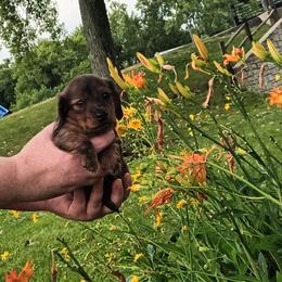 Bear - Dapple male Dachshund puppy in Round Lake Beach, Illinois from Doxie Dynasty