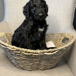 Goldendoodle Puppies from Northeast Iowa Doodles