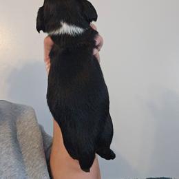 Puppy 2 - Black and cream male Dachshund puppy in El Paso, Texas from Mells Weenies