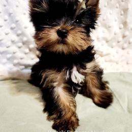 Yorkshire Terrier Puppies from Hetzel’s Enchanted Yorkies (Michigan)
