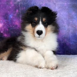 Rolo - Black white and tan male Shetland Sheepdog puppy in Elk, Washington from Asgard Shetland Sheepdogs