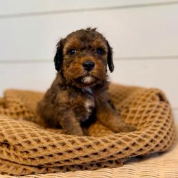 Cadbury - Phantom female Goldendoodle puppy in Livermore, Colorado from Heritage Hills Family Doodles