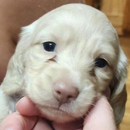 Creamy dreamy - Dapple female Dachshund puppy in Anderson, South Carolina from Iron Butterfly Kennels