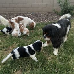 Cavalier King Charles Spaniel Puppies from Parks Cavaliers