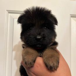 Lobo - Black and red male German Shepherd puppy in Quartz Hill, California from Von Gonzalez Kennel