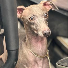 Piña Colada - Italian Greyhound