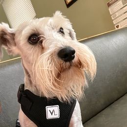 Marley - Miniature Schnauzer