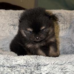 Mora - Black and tan female Pomeranian puppy in Angleton, Texas from Pomeranian Palace, LLC