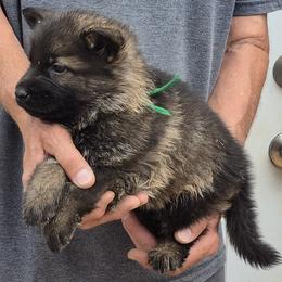 Green Boy 4 - Sable male German Shepherd puppy in Lake George, Colorado from High Country German Shepherds