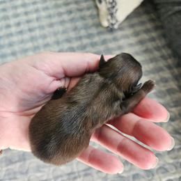 Shihpoo and Shih Tzu Puppies from The Luckie Puppy