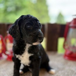 Black abstract boy - Black male Labradoodle puppy in Pollock Pines, California from Goindoodles