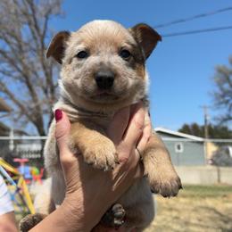 Squeak - Red mottled male Australian Cattle Dog puppy in Oberlin, Kansas from Hangin R Kennels