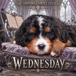 Girl 2 - female Bernedoodle puppy in Westminster, South Carolina from Goldendoodlepuppiessc